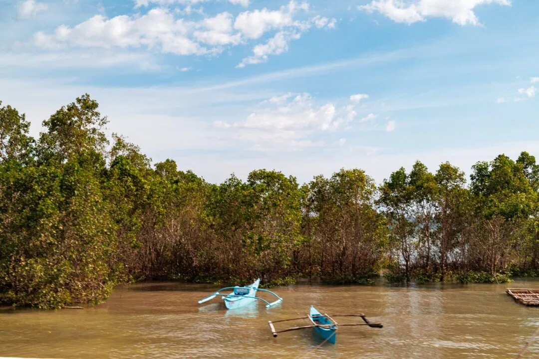 Blue outrigger boats mangroves bohol