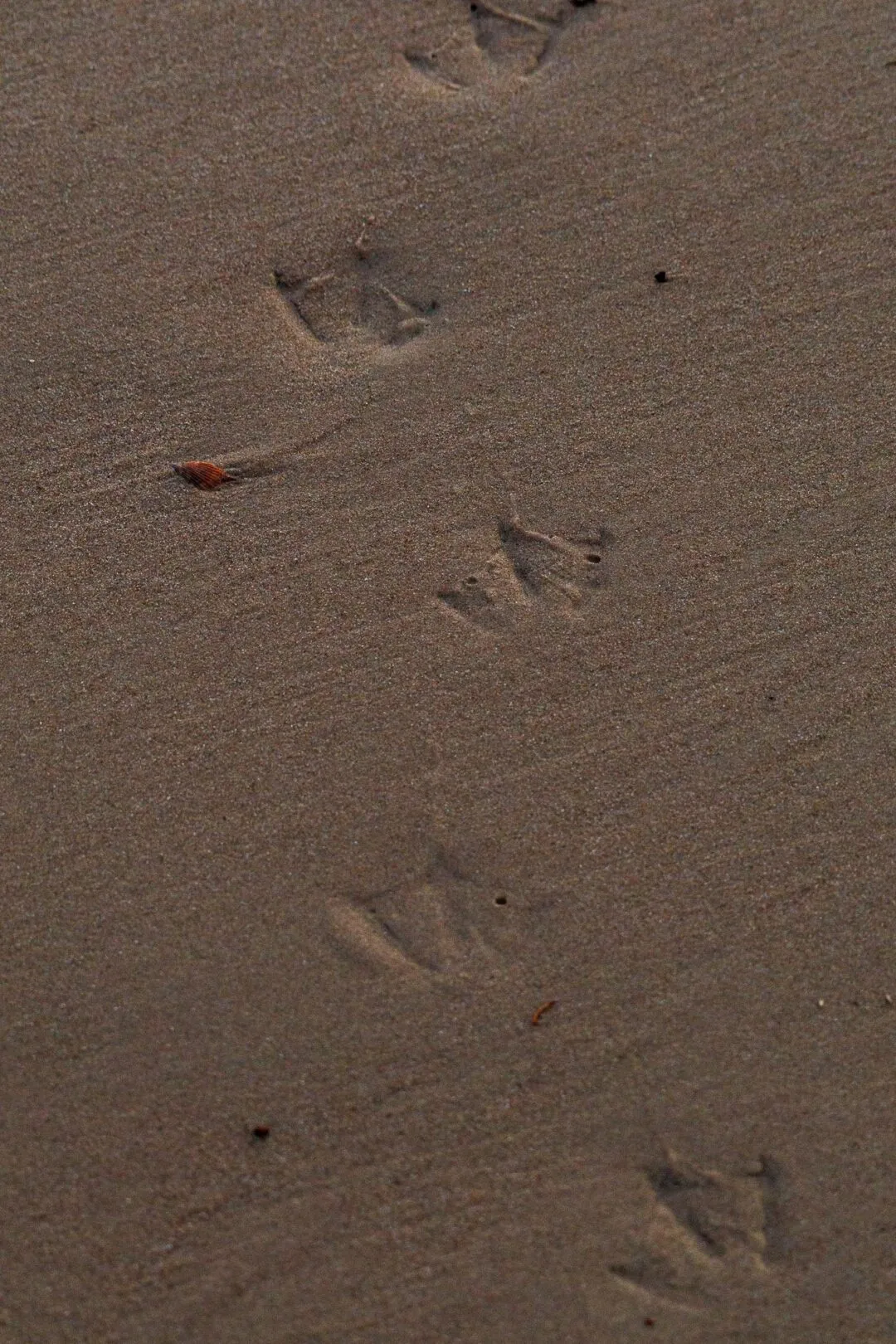 Bournemouth footprints sunrise