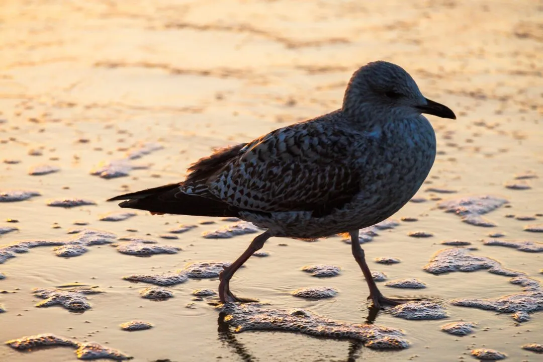 Bournemouth gull portrait