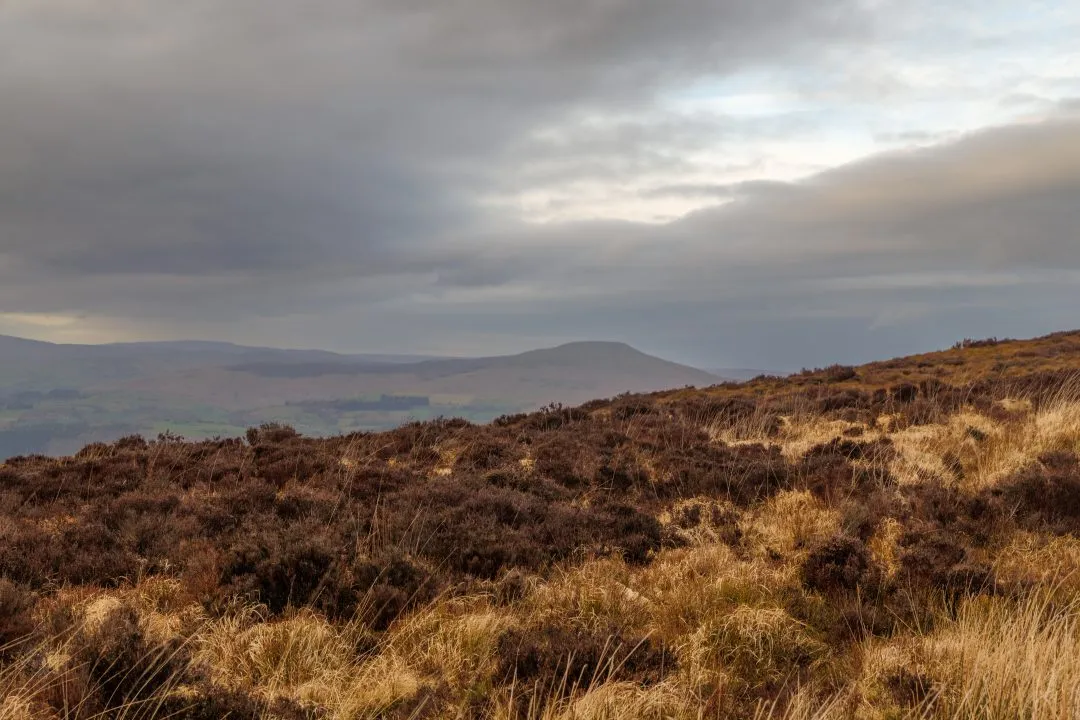 Heather moorland pen y fan silhouette, the Brecon Beacons, Wales