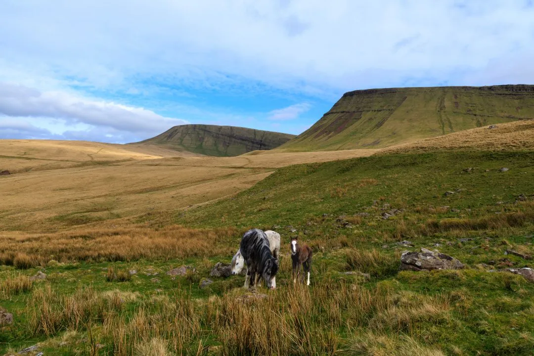Horse grazing mountain backdrop, the Brecon Beacons, Wales