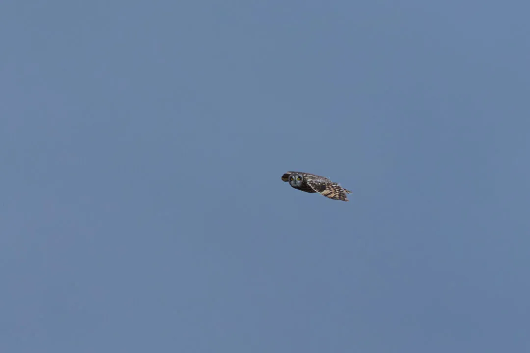 Short eared owl flight, the Brecon Beacons, Wales