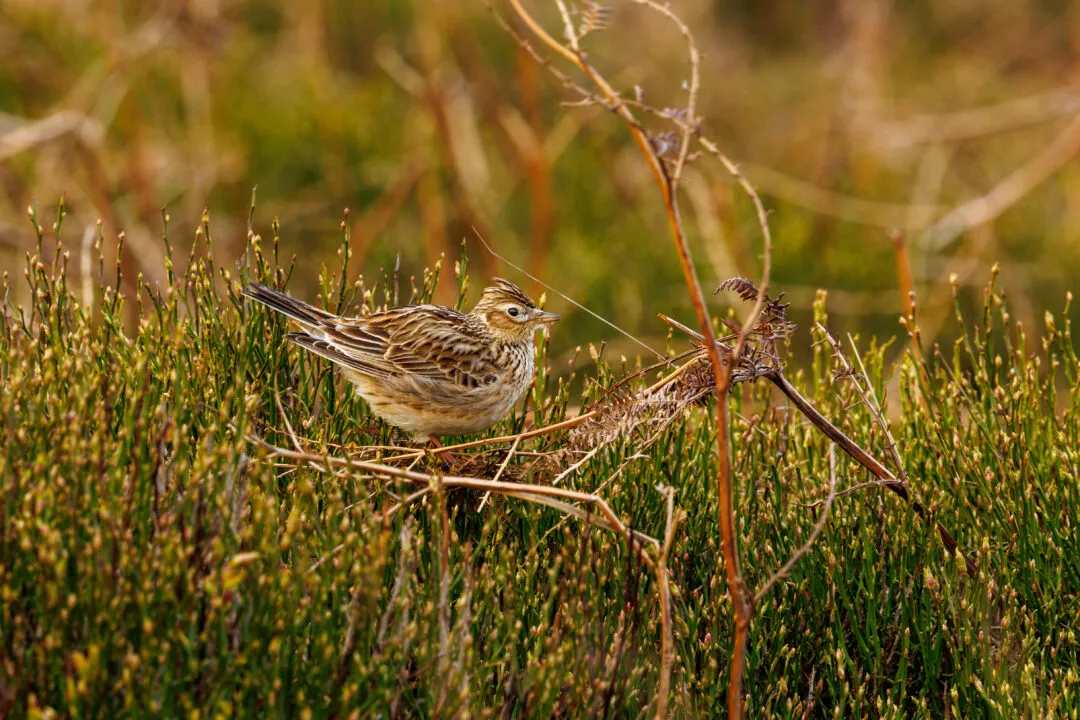 Skylark heather gorse, the Brecon Beacons, Wales