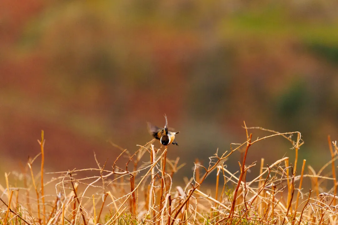 Stonechat flight action, the Brecon Beacons, Wales
