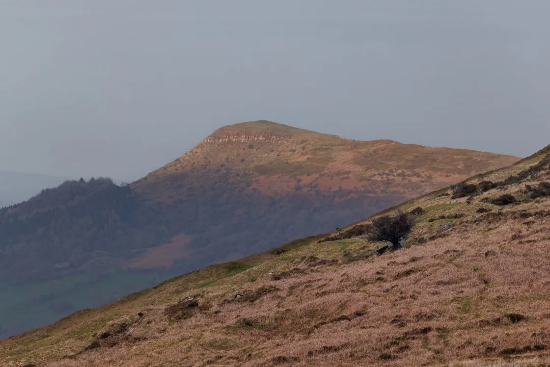 Sunlit peak lone tree, the Brecon Beacons, Wales