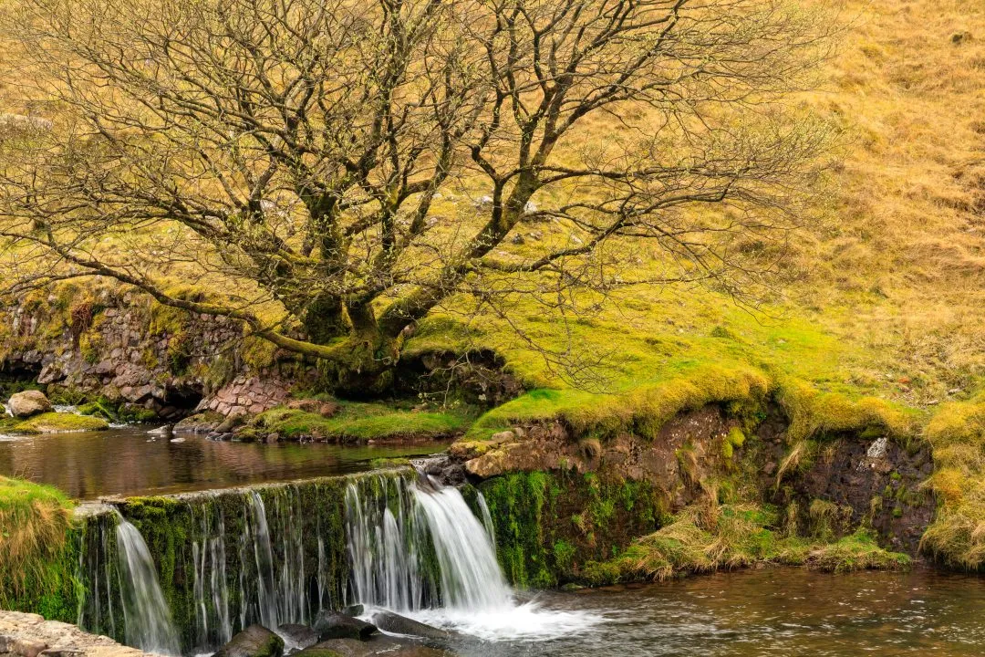 Weir golden light tree, the Brecon Beacons, Wales