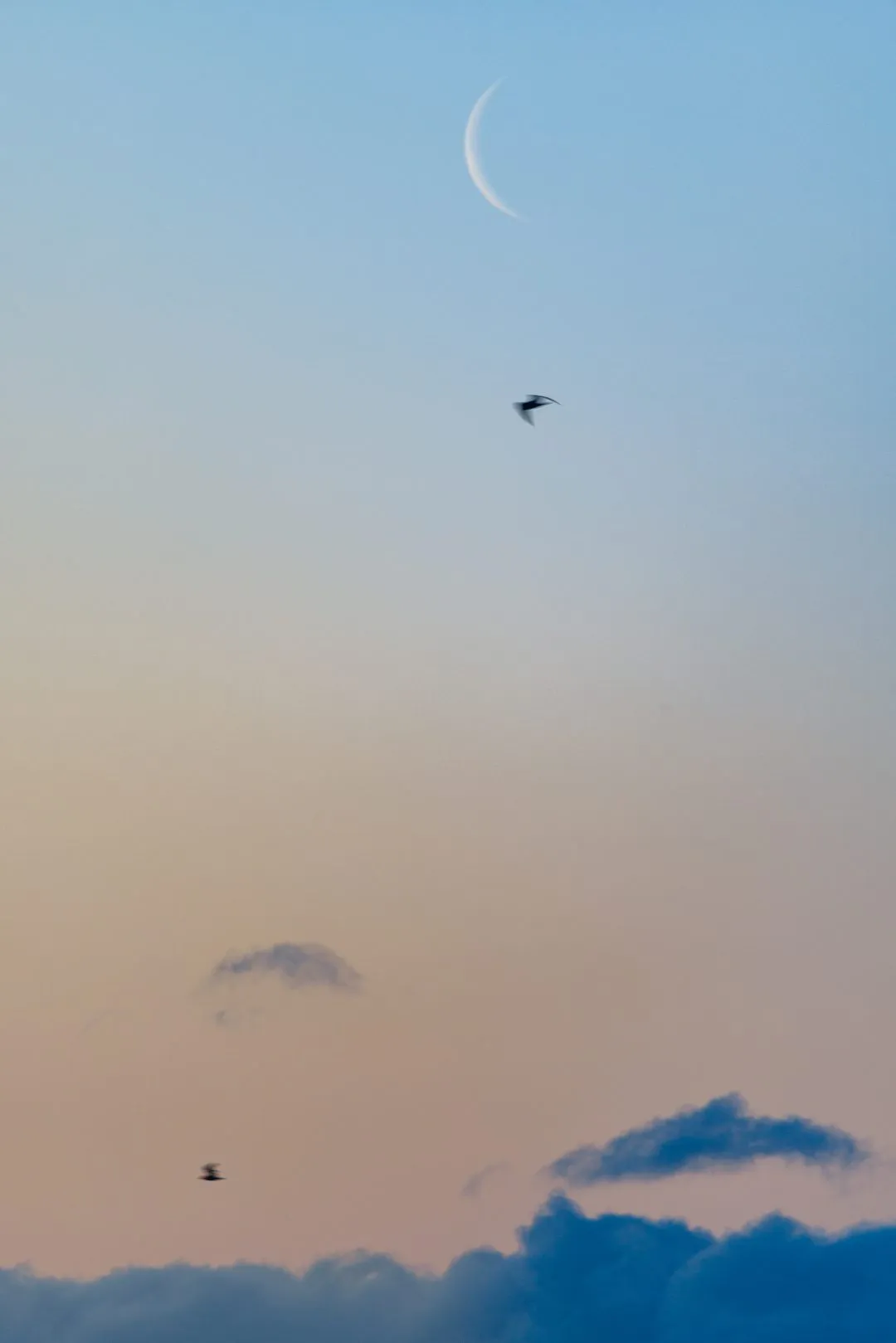 Crescent moon bird flight, Broadmarsh
