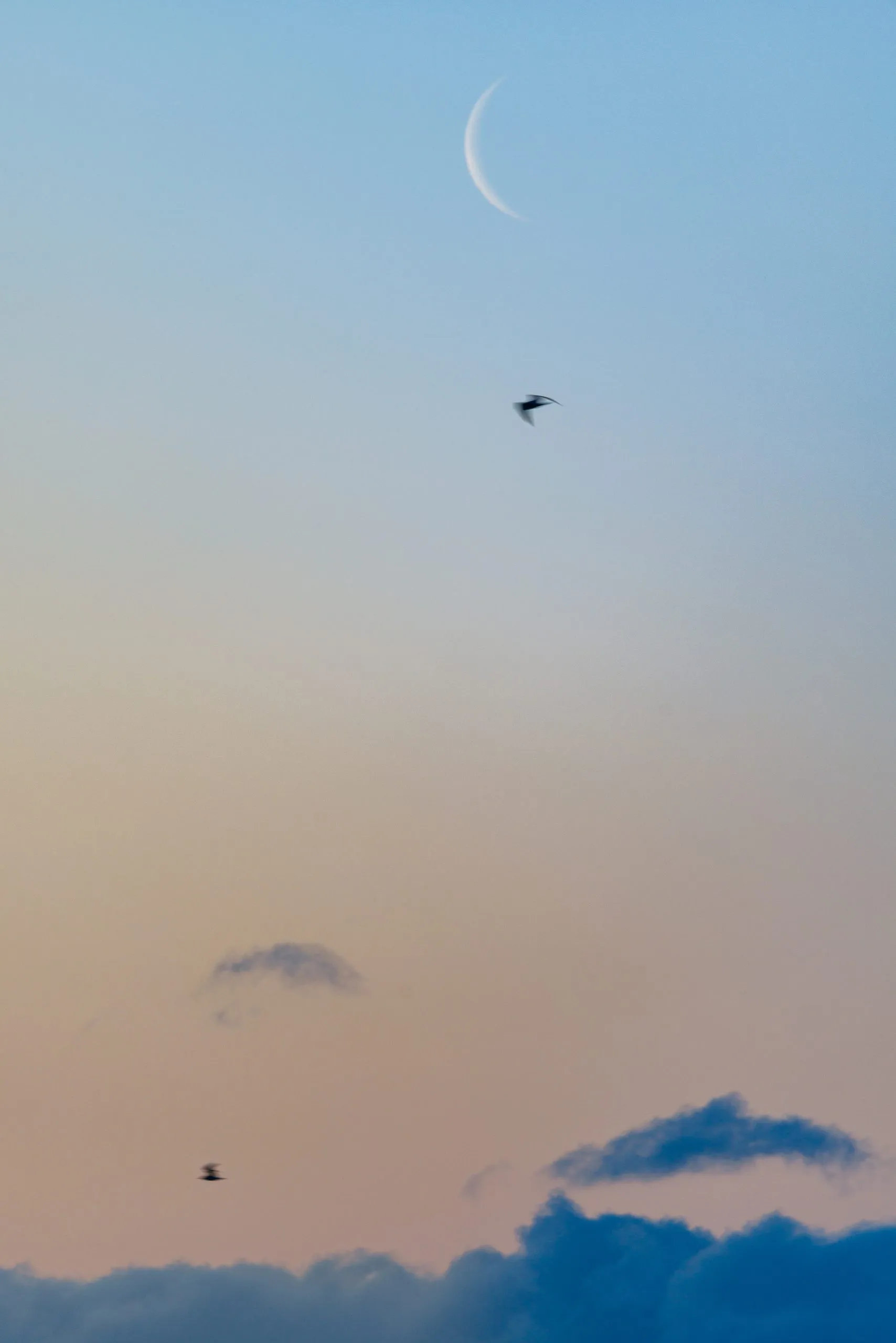Crescent moon bird flight, Broadmarsh