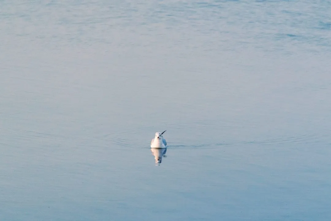 Gull calm water portrait, Broadmarsh