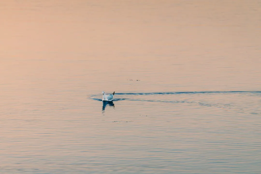 Gull golden water wake, Broadmarsh