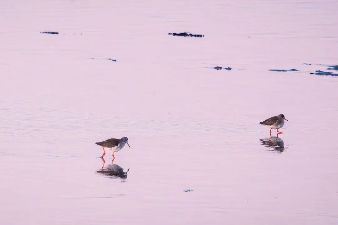 Redshanks open mudflat, Broadmarsh