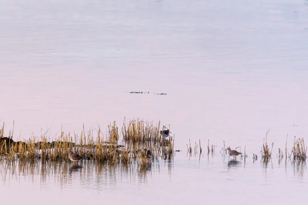 Redshanks reeds pink water, Broadmarsh