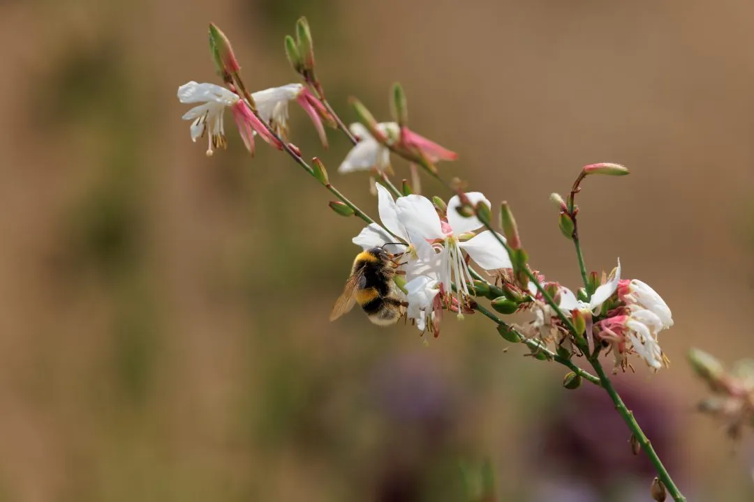 Bumblebee Approaching White Gaura Flower, Portsmouth