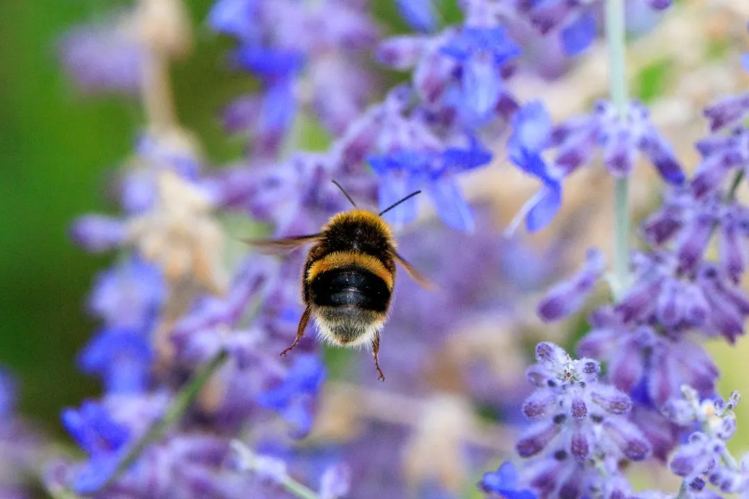 Bumblebee Hovering Front View Perovskia, Portsmouth