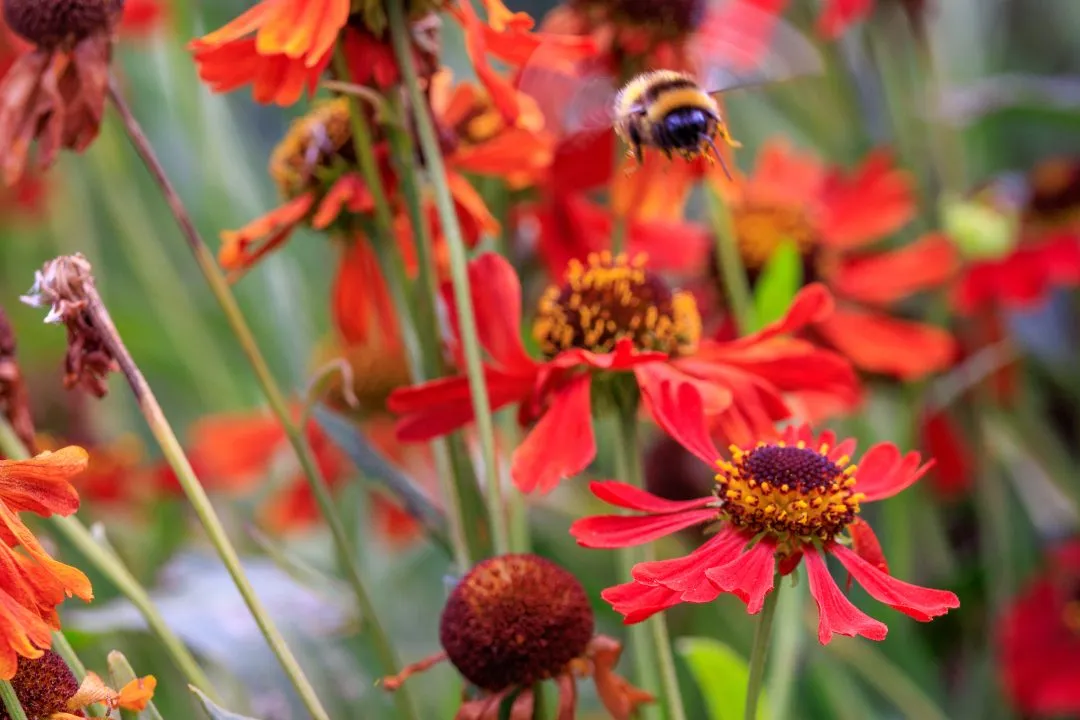 Bumblebee in Flight Red Helenium Flowers, Portsmouth