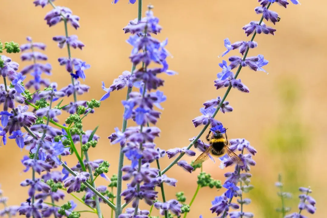 Bumblebee on Perovskia Wings Spread, Portsmouth