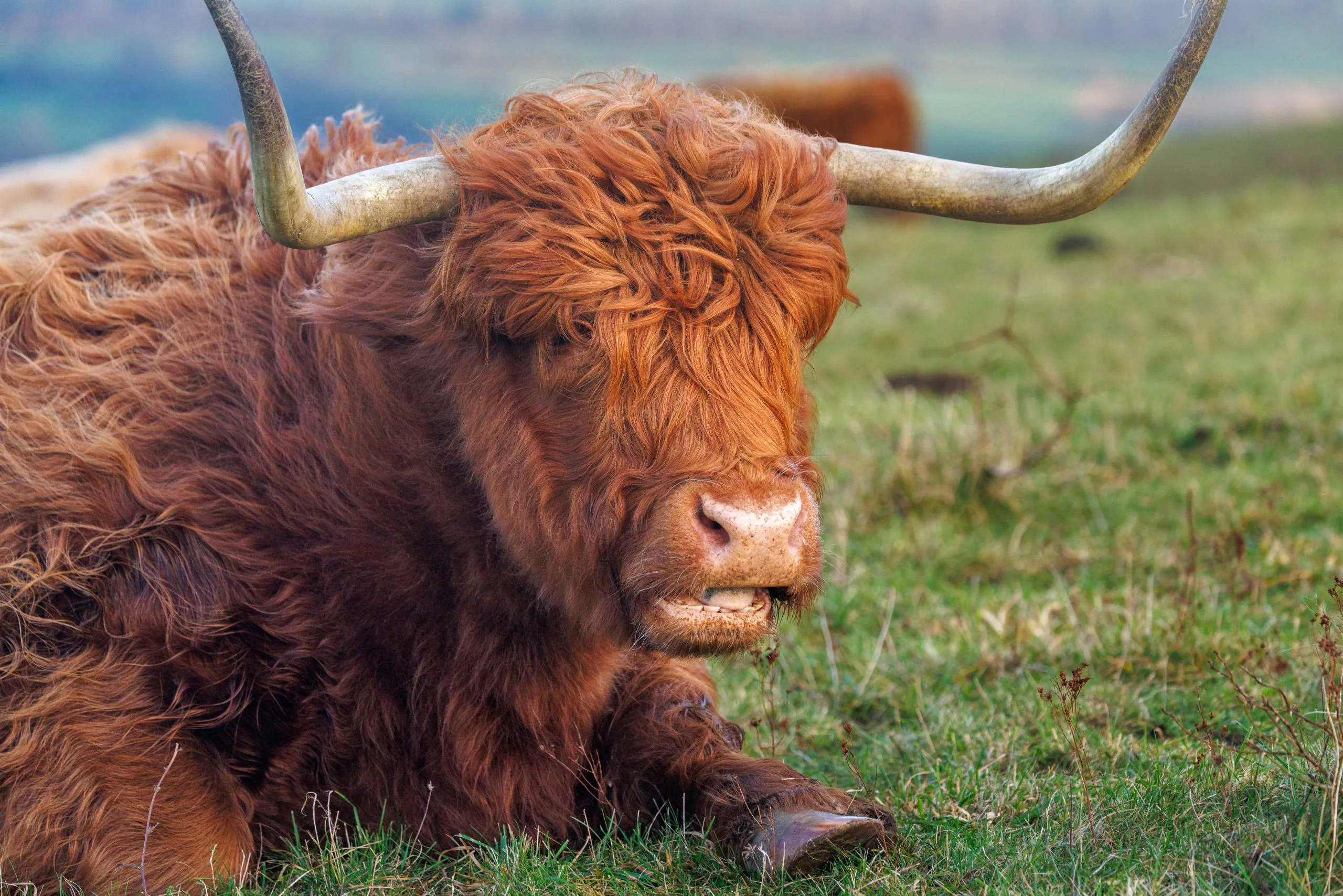 Highland cow chewing candid, Butser Hill, Hampshire