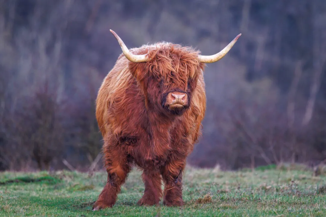 Highland cow close up stare, Butser Hill, Hampshire