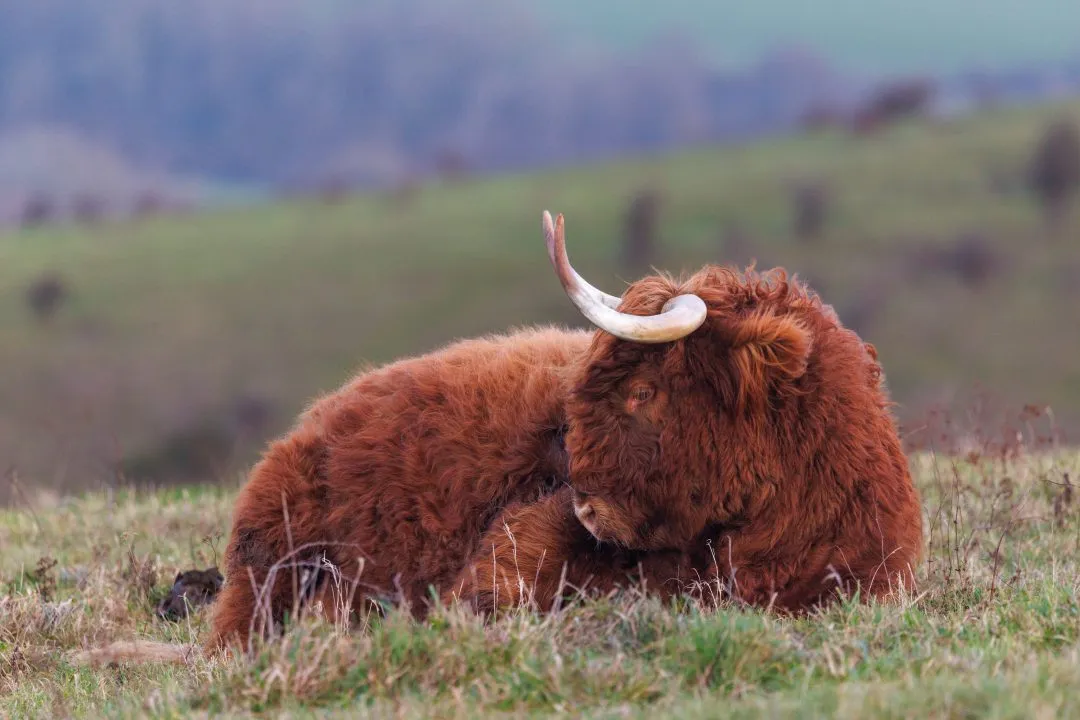 Highland cow curled resting pose, Butser Hill, Hampshire