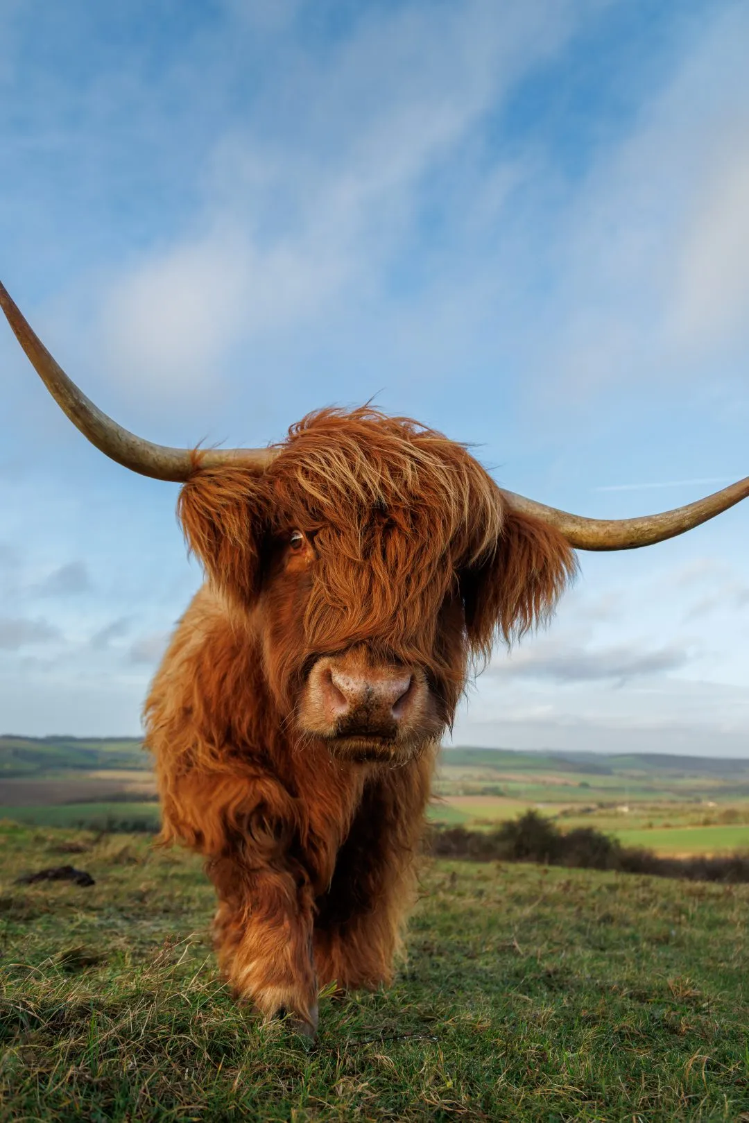 Highland cow ear horn detail, Butser Hill, Hampshire