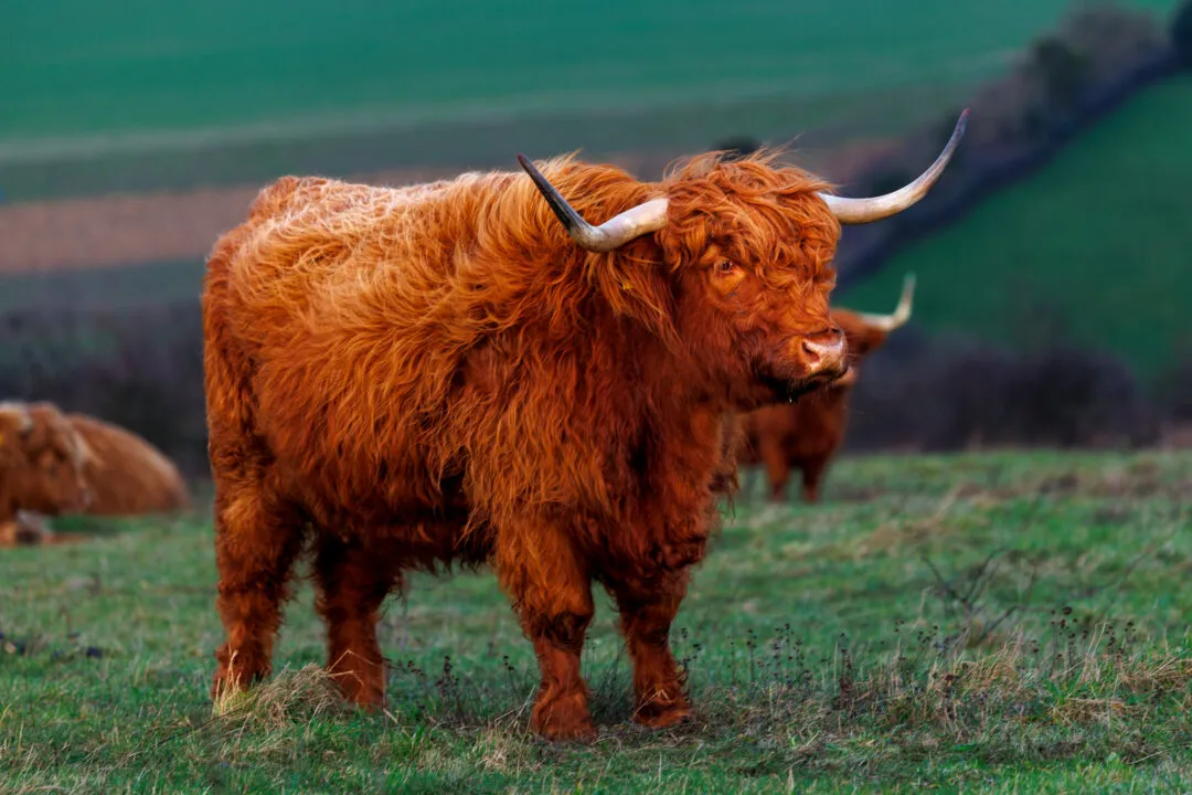 Highland cow golden hour herd, Butser Hill, Hampshire