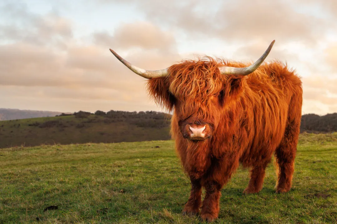 Highland cow golden hour portrait, Butser Hill, Hampshire