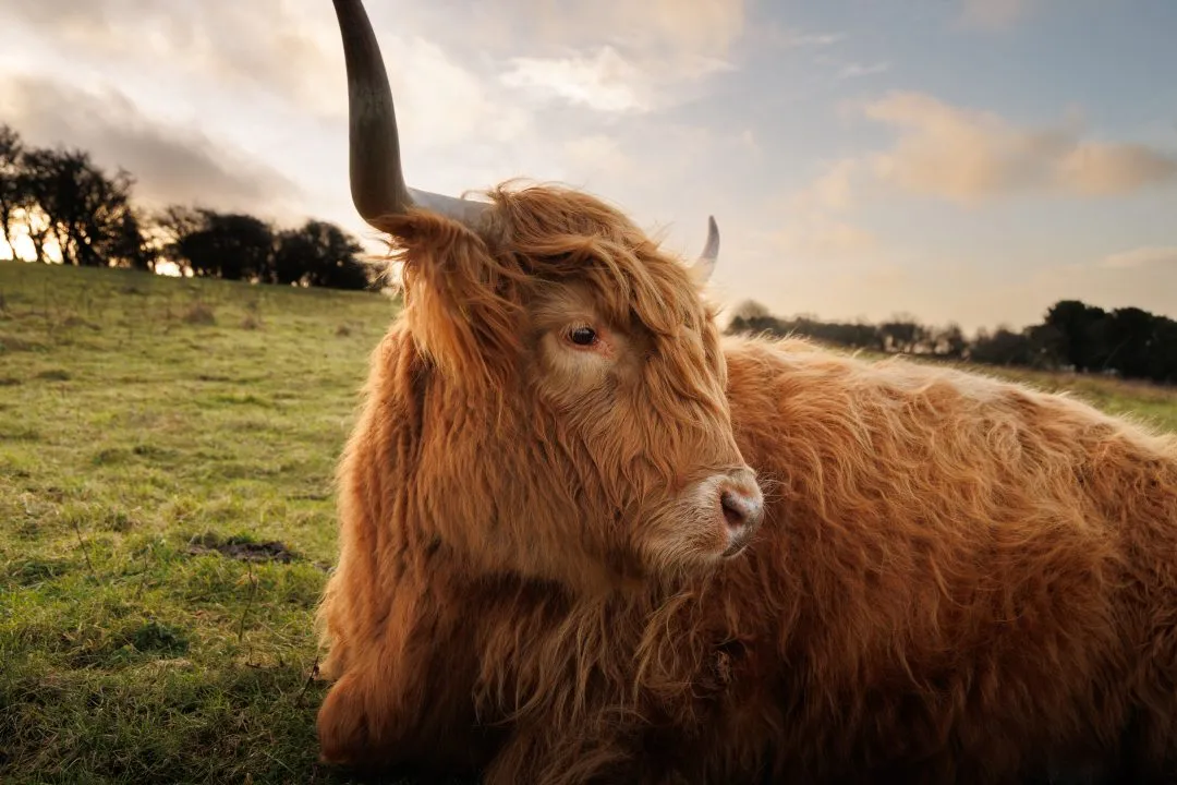 Highland cow golden hour resting, Butser Hill, Hampshire