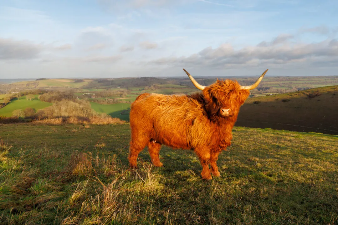 Highland cow golden hour side profile, Butser Hill, Hampshire