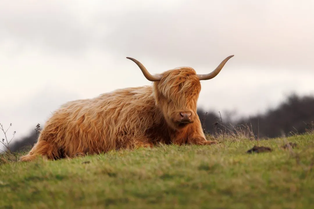 Highland cow lying front stare, Butser Hill, Hampshire