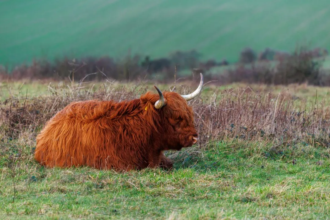Highland cow lying resting, Butser Hill, Hampshire