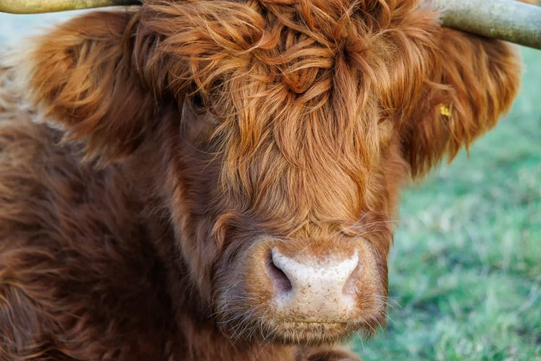 Highland cow nose macro, Butser Hill, Hampshire