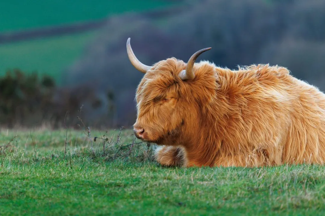 Highland cow resting head down, Butser Hill, Hampshire
