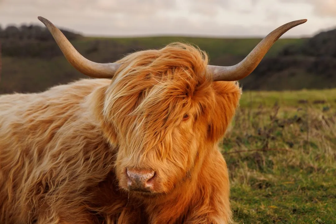 Highland cow shaggy fringe face, Butser Hill, Hampshire