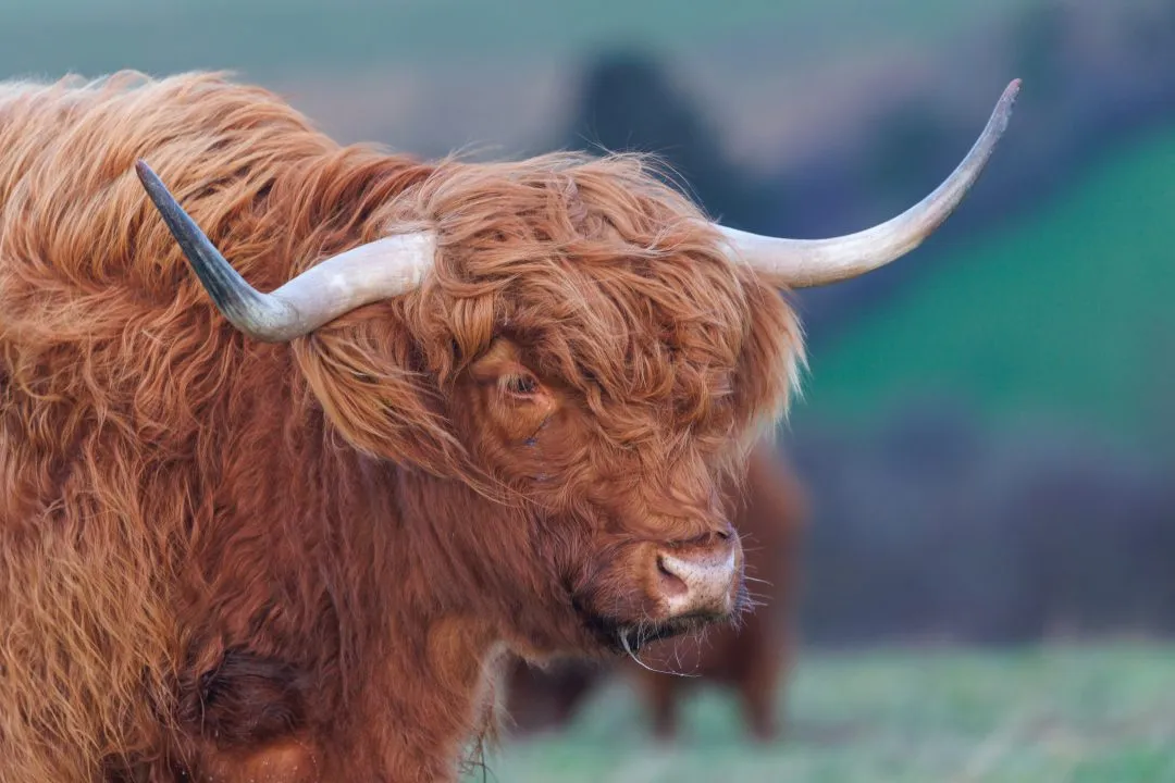 Highland cow side profile portrait, Butser Hill, Hampshire