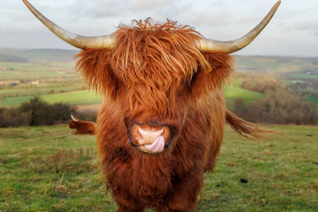 Highland cow tongue out, Butser Hill, Hampshire