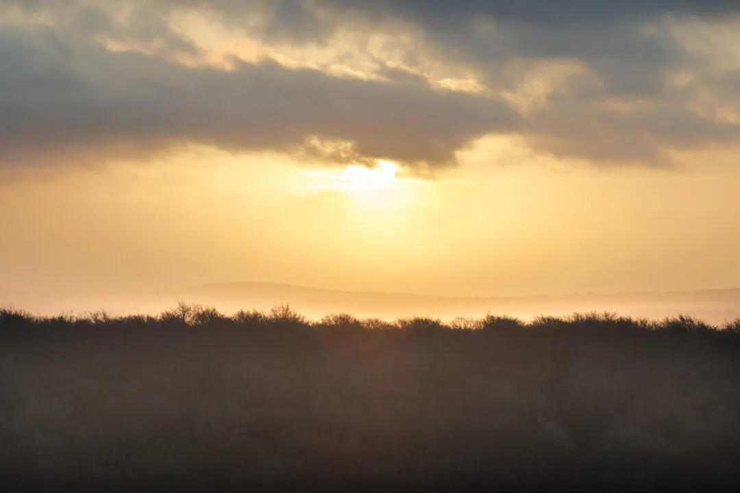 Sunset sky treeline, Butser Hill, Hampshire