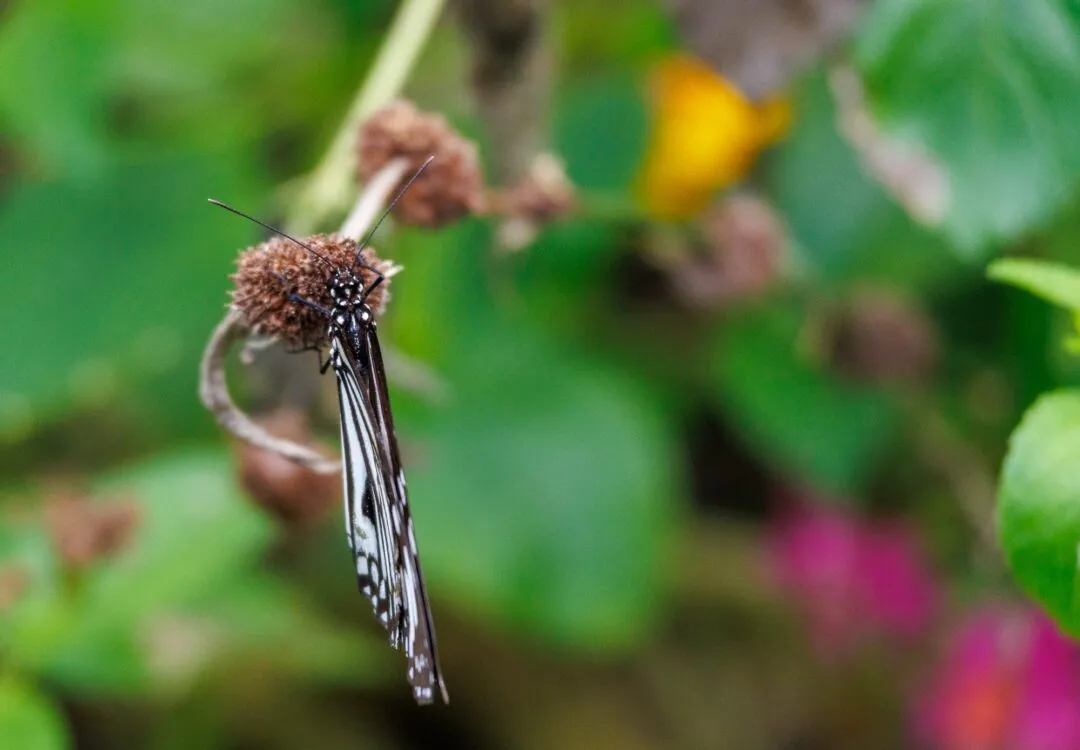 Butterfly macro bokeh bohol