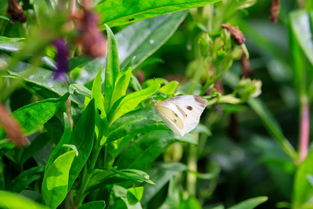 Cabbage White Butterfly on Green Leaf, Portsmouth