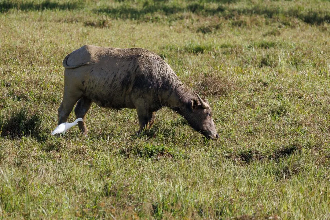 Carabao egret countryside siargao