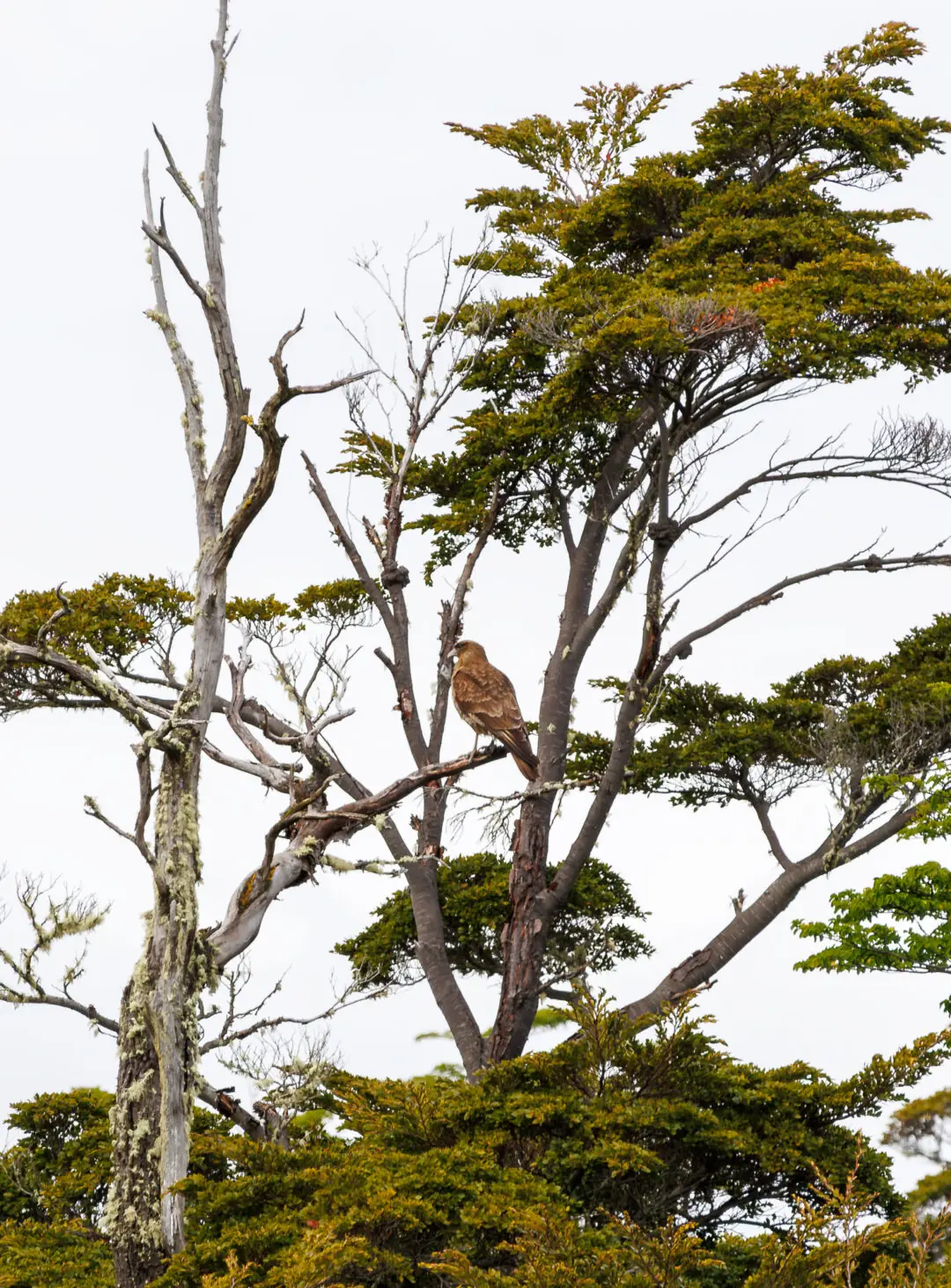 Caracara perched in a lichen-draped dead tree, Tierra del Fuego