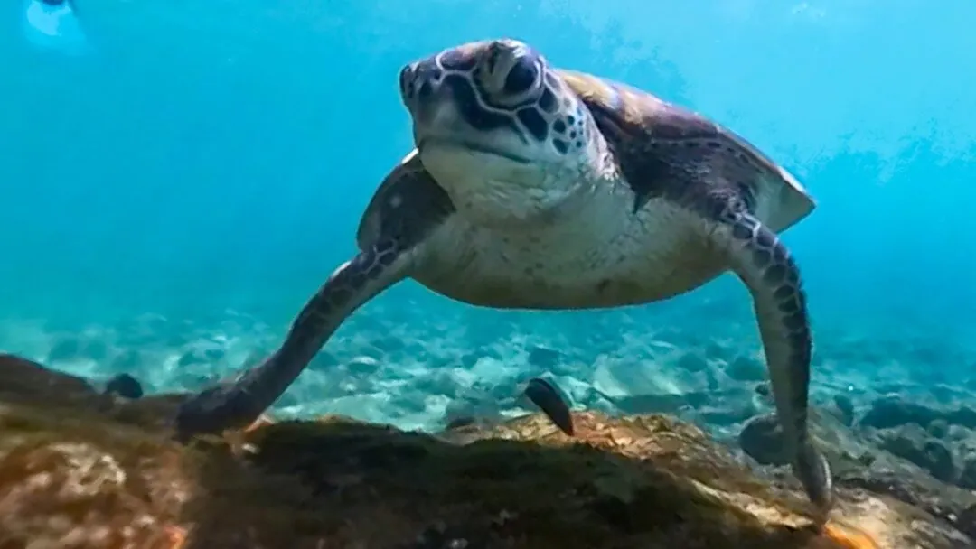 Close up turtle eye contact portrait cebu