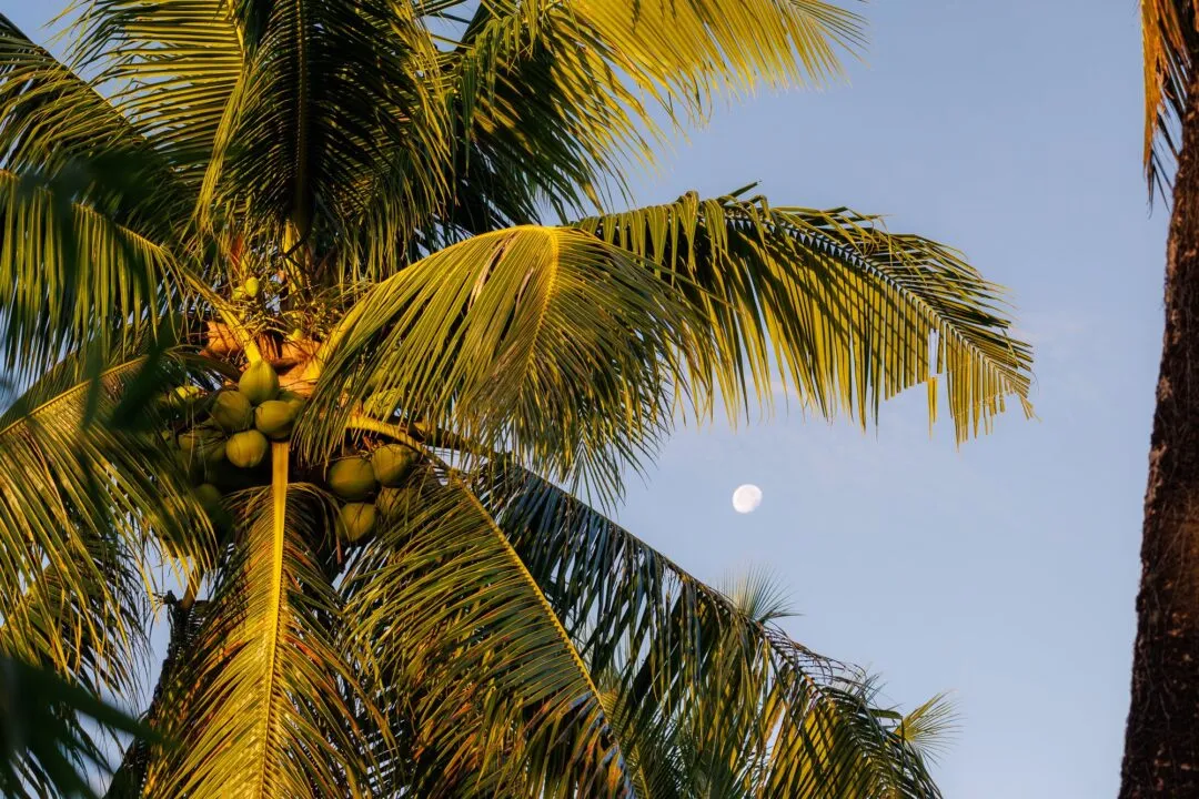 Coconut crown moon silhouette siargao