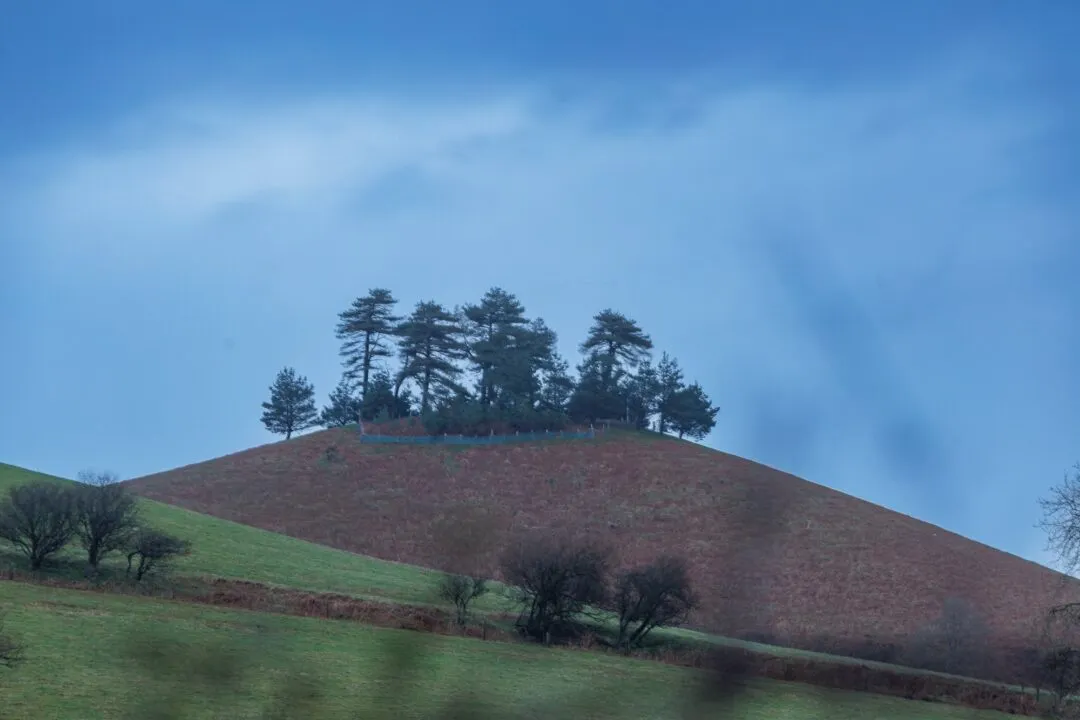 Colmer's Hill clump blue sky