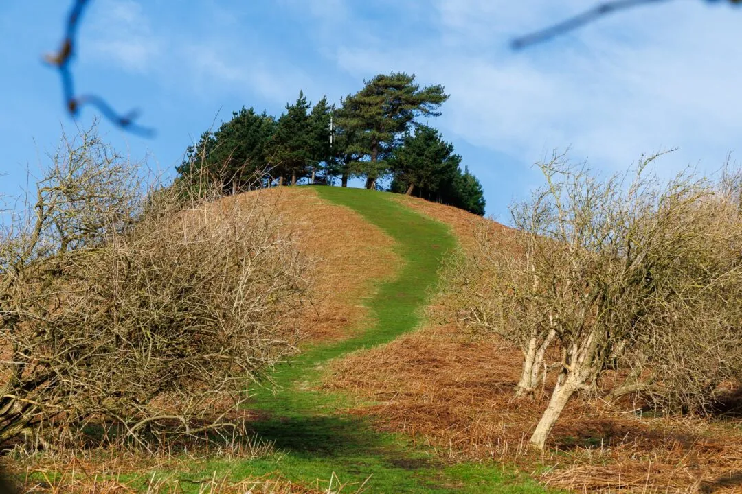 Colmer's Hill tree framed path