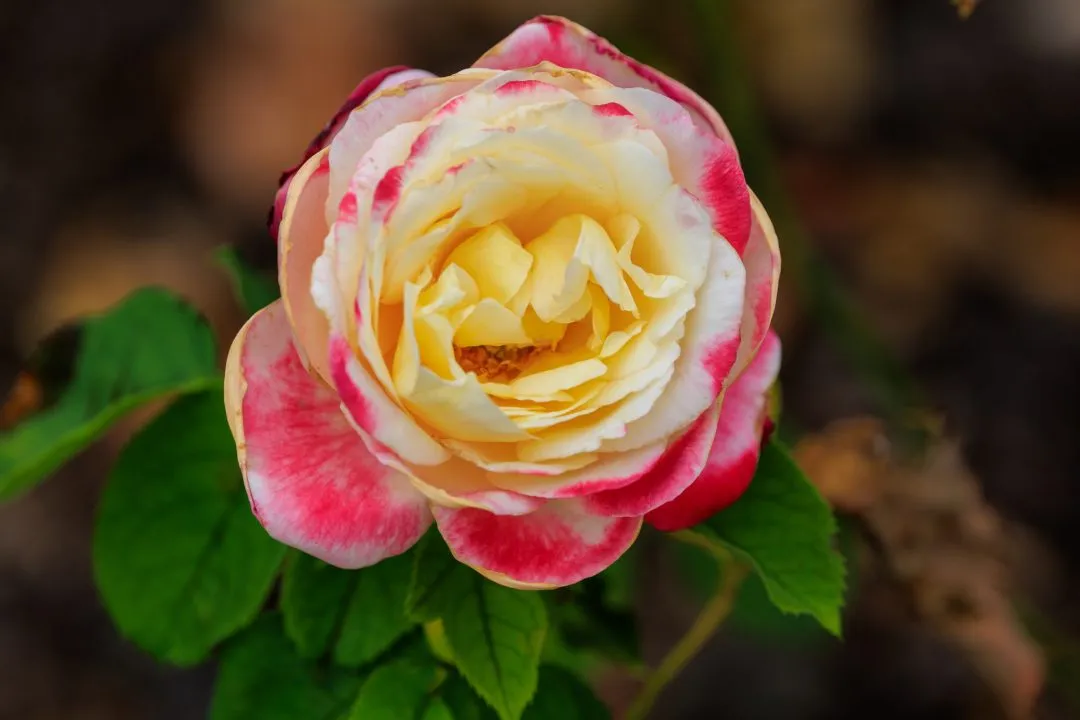 Cream Pink Bicolour Rose, Portsmouth