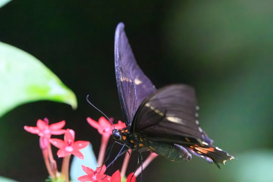 Crimson Rose Swallowtail Feeding on Pentas Macro, Portsmouth