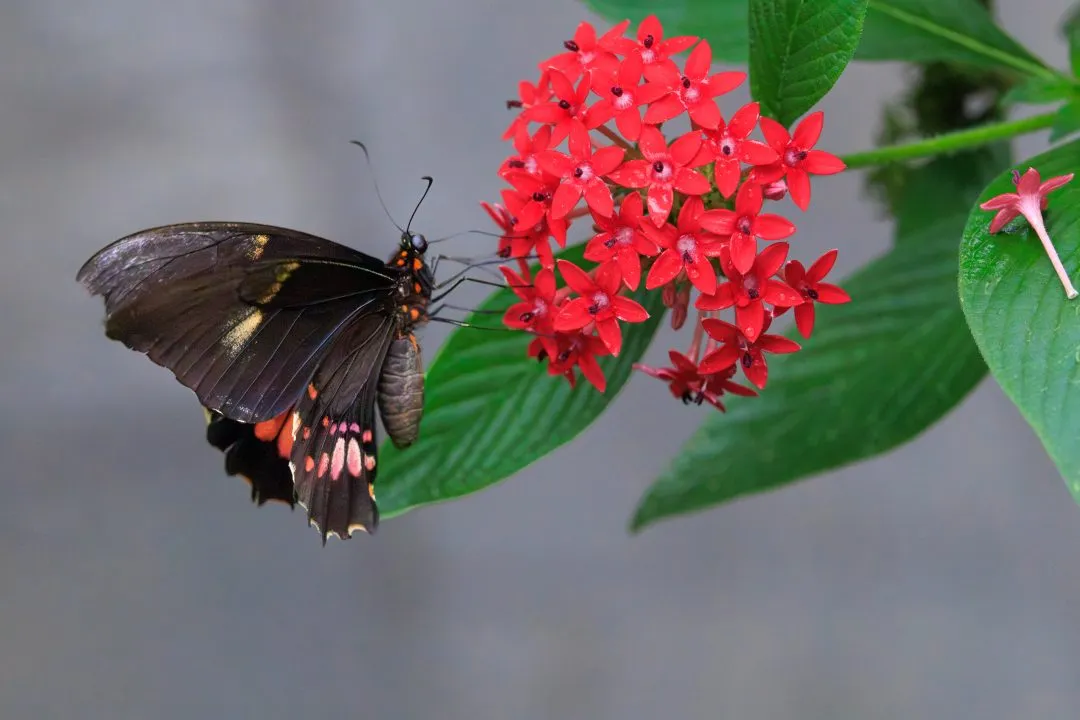 Crimson Rose Swallowtail Feeding on Red Pentas, Portsmouth