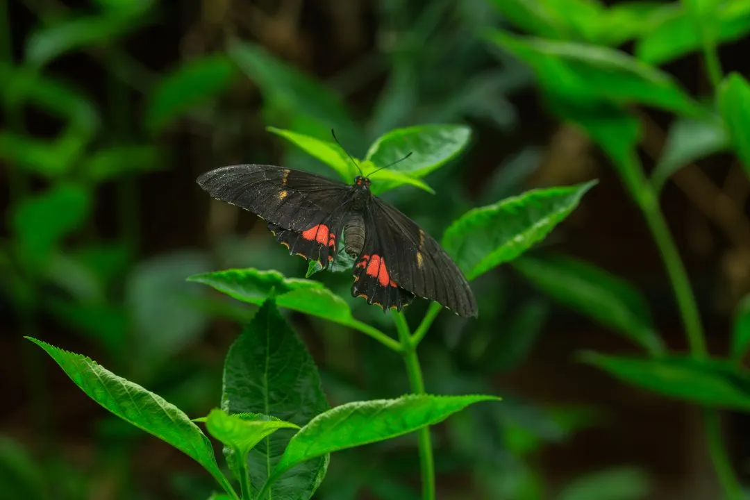 Crimson Rose Swallowtail Wings Open on Leaves, Portsmouth