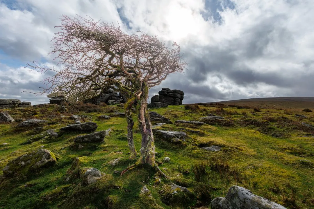 Backlit hawthorn tree tor, Dartmoor, Devon