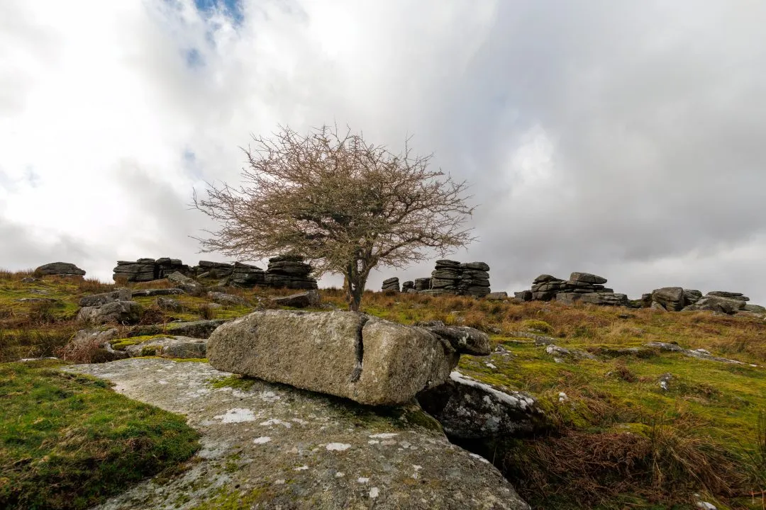 Hawthorn tree split boulder, Dartmoor, Devon